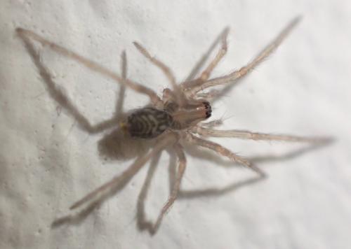 Eratigena sp.